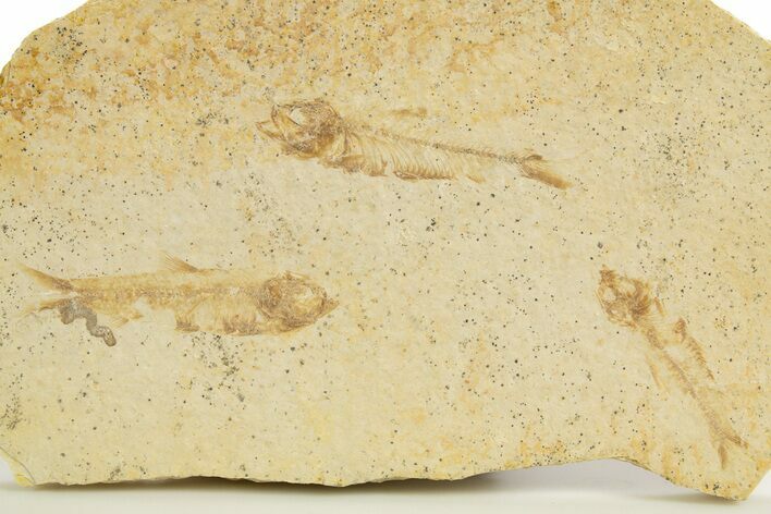 Fossil Fish (Knightia) Mortality Plate - Wyoming #327800